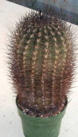 neoportaria_nidus